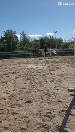 problemi🐾