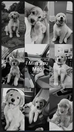 I Miss You Milo