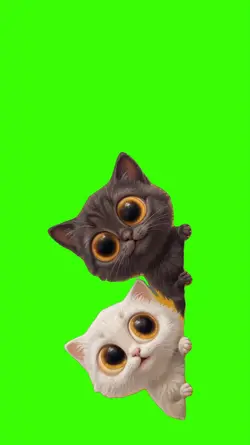 Cat/Gato