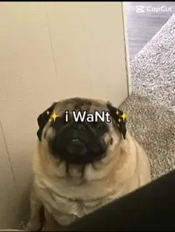 Pug