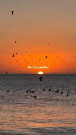 life is beautiful 