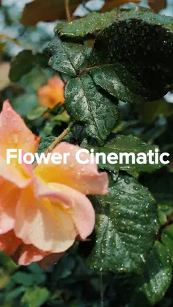 Flower Cinematic 