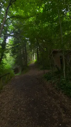 forêt dense 