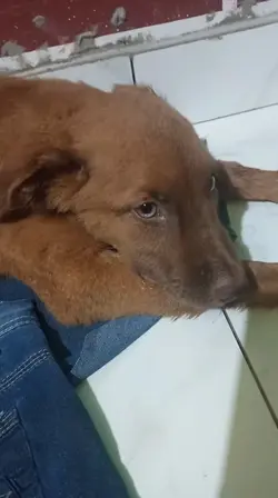 dor