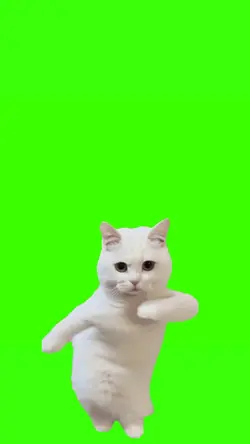 cat dancing meme 2