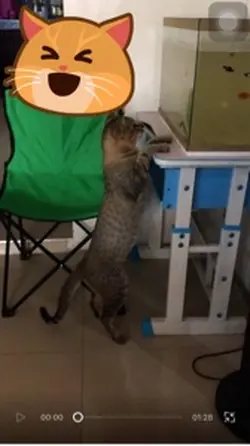 Pusang Makulit.