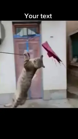 Funny cat videos 