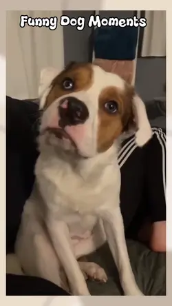 funny dog moments 