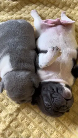 French Bulldog puppy