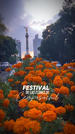 Festival de Flores 🌷