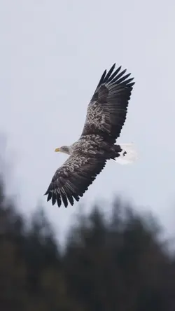 Flying Eagle 