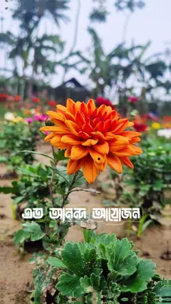Bangla song lyric 