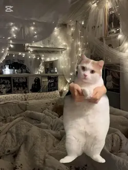 fotokoyalkediyi