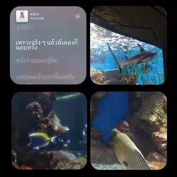 3 รูป/วิดีโอ