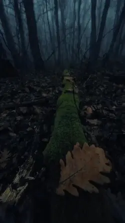 forest..