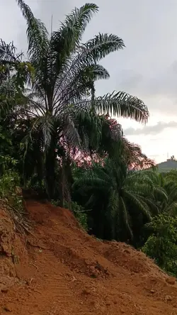 perkebunan sawit