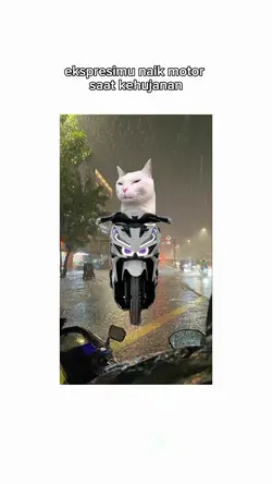 meme kucing