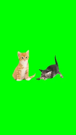 Yosho Hai Yay Cat