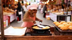 macaco feirante 