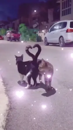 Kucing Romantis #cat