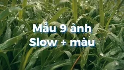 Mẫu slow nhanh chậm
