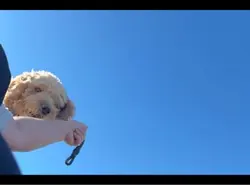 Doggy Day Out