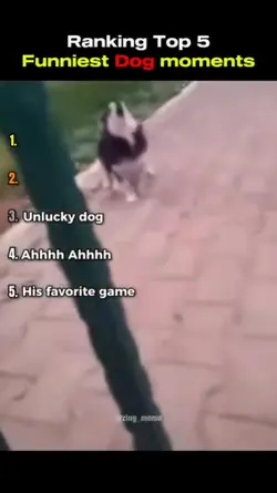 the silly dogs