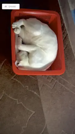 Funny cat videos 