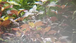 apexel lens 