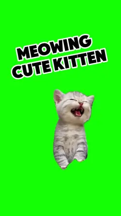 Meowing  kitten 