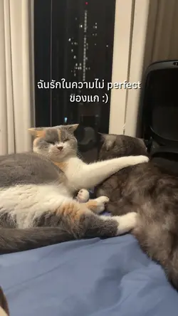 Your perfect