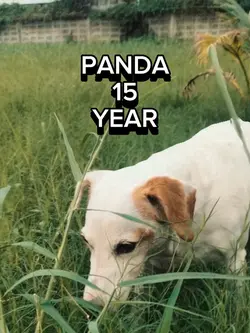 Pet Profile 3D