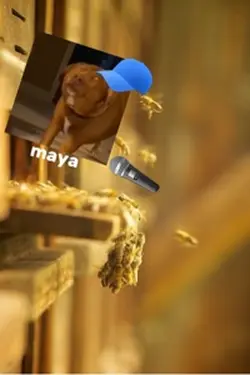 Maya 