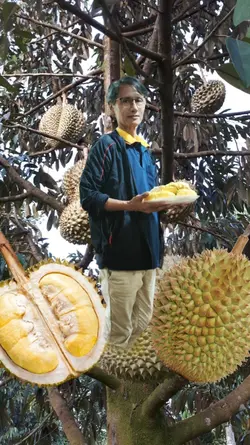 แกะทูเรียน