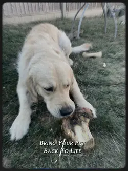 Bring Your Pet Back