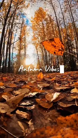 Autumn Vibes