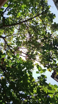 nature