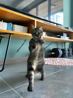 meong kunfu