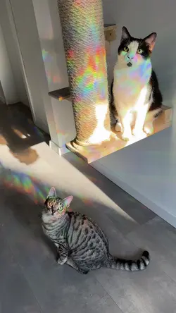 Leben mit Katzen 🐾