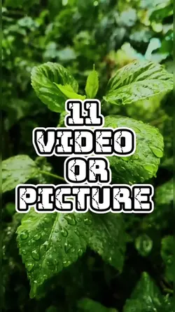 11 video new templat