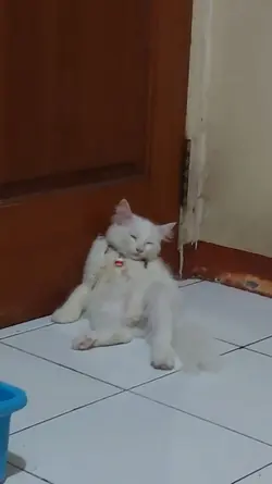 kucing tidur