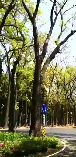 新威森川公園～桃花心木步道
