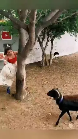 diseruduk kambing 