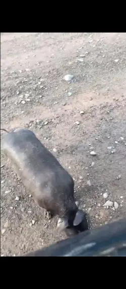 Coco's dog