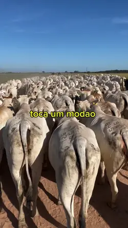 modao