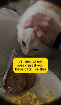 Thief Cats