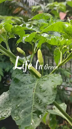 LIFE IN GREEN