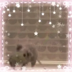 RAT