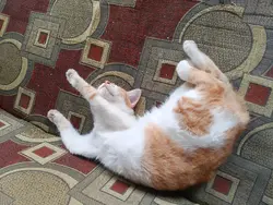 kucing gemesin