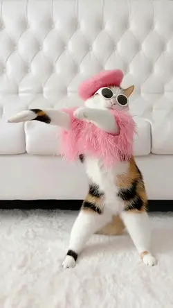 monkey dance 